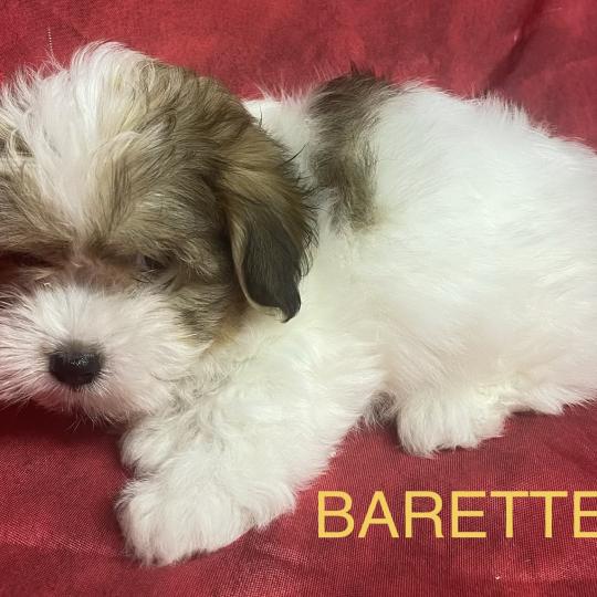 chiot Coton de tulear BARETTE Coton disponible Domaine de la Chantelaie