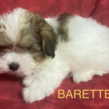 chiot Coton de tulear BARETTE Coton disponible Domaine de la Chantelaie