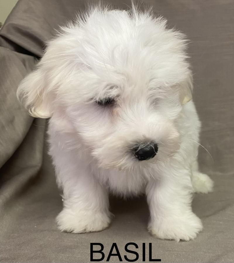 BASIL. Coton LOF disponible Mâle Coton de tulear