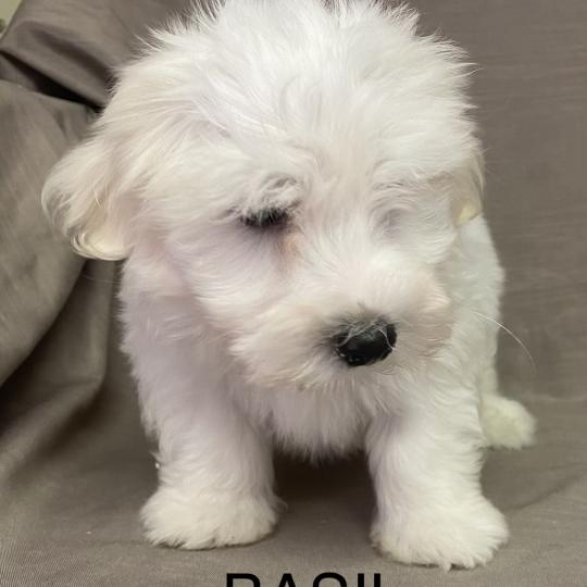 chiot Coton de tulear BASIL. Coton LOF disponible Domaine de la Chantelaie