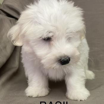 chiot Coton de tulear BASIL. Coton LOF disponible Domaine de la Chantelaie