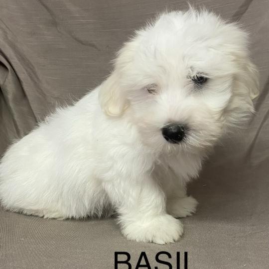 chiot Coton de tulear BASIL. Coton LOF disponible Domaine de la Chantelaie