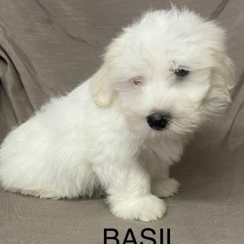 chiot Coton de tulear BASIL. Coton LOF disponible Domaine de la Chantelaie