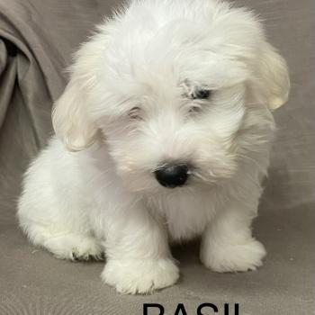 chiot Coton de tulear BASIL. Coton LOF disponible Domaine de la Chantelaie