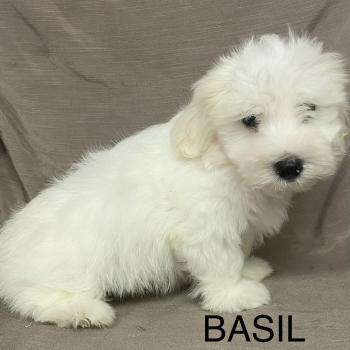 chiot Coton de tulear BASIL. Coton LOF disponible Domaine de la Chantelaie