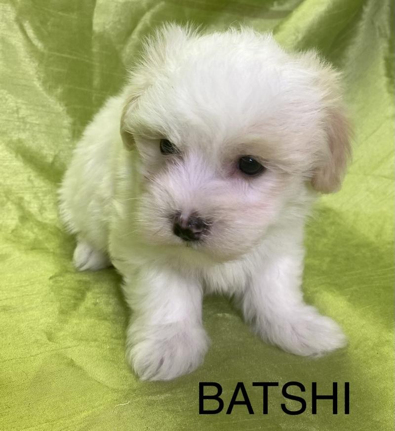 BATSHI coton LOF disponible Mâle Coton de tulear