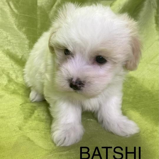 chiot Coton de tulear BATSHI coton LOF disponible Domaine de la Chantelaie