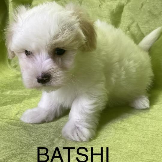 chiot Coton de tulear BATSHI coton LOF disponible Domaine de la Chantelaie