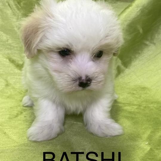 chiot Coton de tulear BATSHI coton LOF disponible Domaine de la Chantelaie