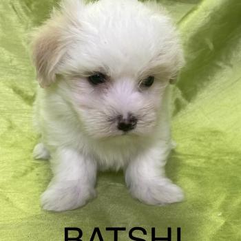 chiot Coton de tulear BATSHI coton LOF disponible Domaine de la Chantelaie