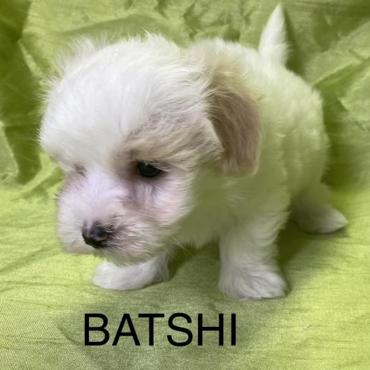 chiot Coton de tulear BATSHI coton LOF disponible Domaine de la Chantelaie