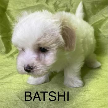 chiot Coton de tulear BATSHI coton LOF disponible Domaine de la Chantelaie