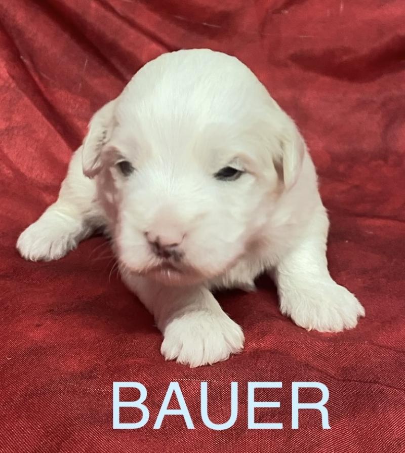 BAUER coton LOF à réserver Mâle Coton de tulear