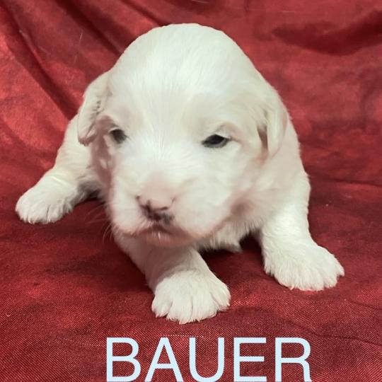 chiot Coton de tulear BAUER coton LOF à réserver Domaine de la Chantelaie