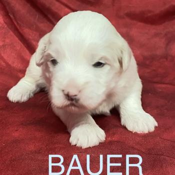 chiot Coton de tulear BAUER coton LOF à réserver Domaine de la Chantelaie