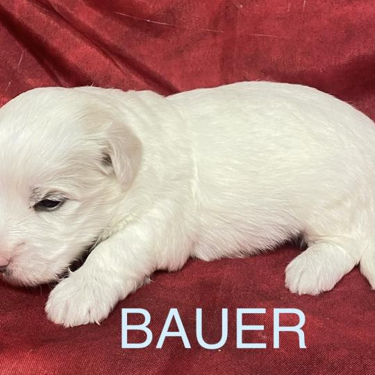 chiot Coton de tulear BAUER coton LOF à réserver Domaine de la Chantelaie