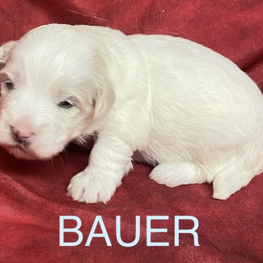 chiot Coton de tulear BAUER coton LOF à réserver Domaine de la Chantelaie