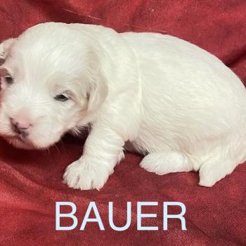 chiot Coton de tulear BAUER coton LOF à réserver Domaine de la Chantelaie