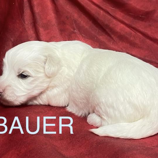 chiot Coton de tulear BAUER coton LOF à réserver Domaine de la Chantelaie