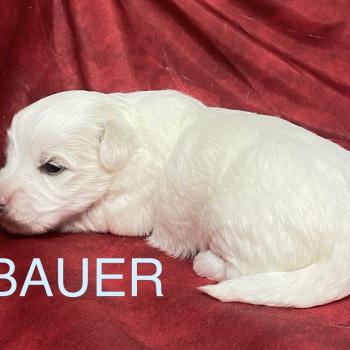 chiot Coton de tulear BAUER coton LOF à réserver Domaine de la Chantelaie