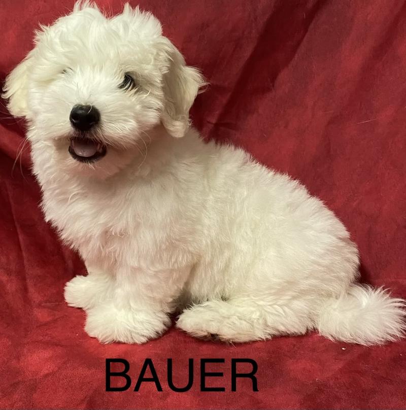 BAUER coton LOF DISPONIBLE Mâle Coton de tulear