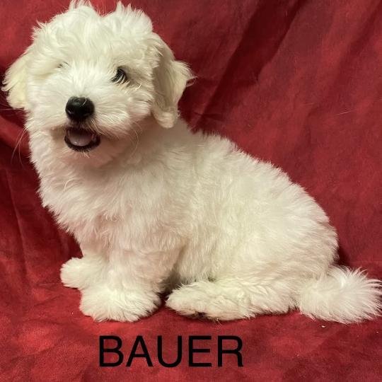 BAUER coton LOF DISPONIBLE Mâle Coton de tulear