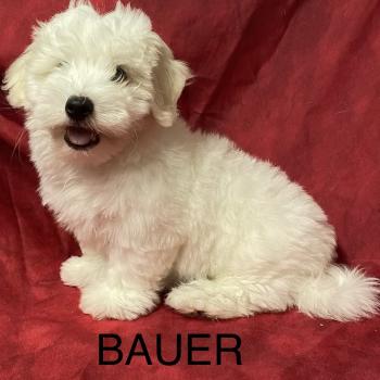 chiot Coton de tulear BAUER coton LOF DISPONIBLE Domaine de la Chantelaie