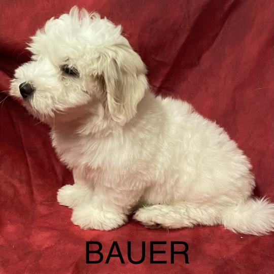 chiot Coton de tulear BAUER coton LOF DISPONIBLE Domaine de la Chantelaie