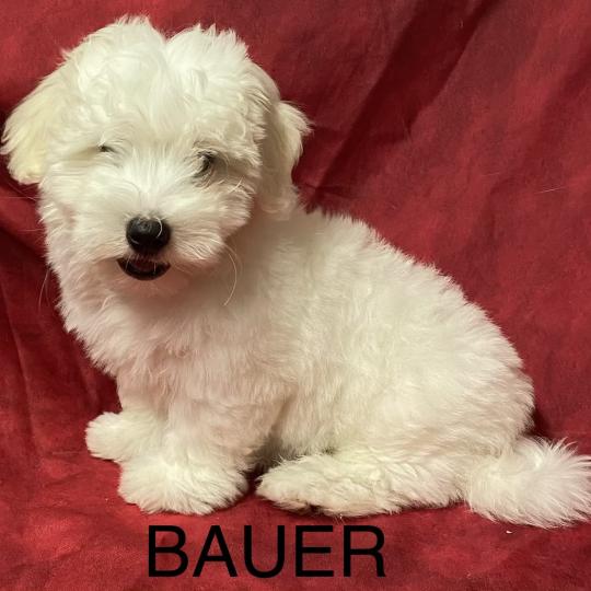 chiot Coton de tulear BAUER coton LOF DISPONIBLE Domaine de la Chantelaie