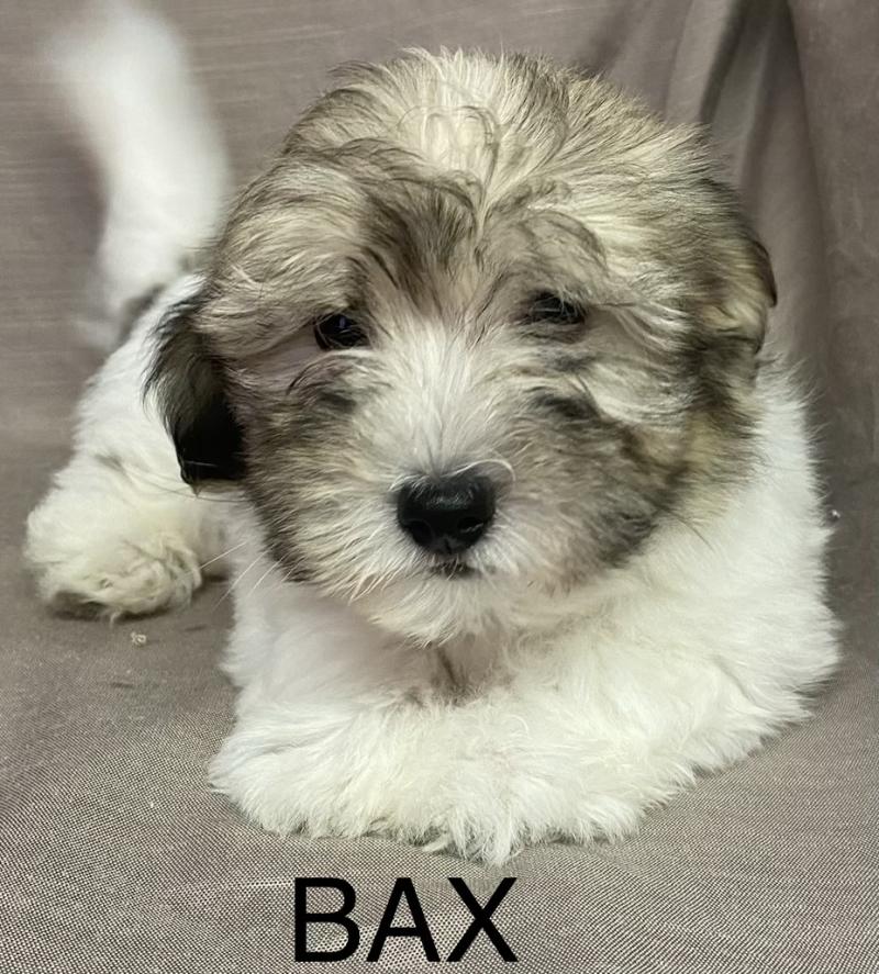 BAX Coton LOF disponible Mâle Coton de tulear