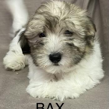 chiot Coton de tulear BAX Coton LOF disponible Domaine de la Chantelaie