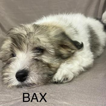 chiot Coton de tulear BAX Coton LOF disponible Domaine de la Chantelaie