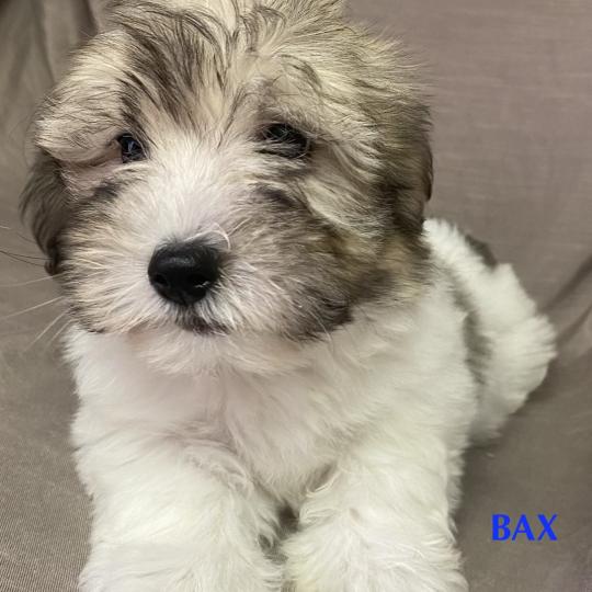 chiot Coton de tulear BAX Coton LOF disponible Domaine de la Chantelaie