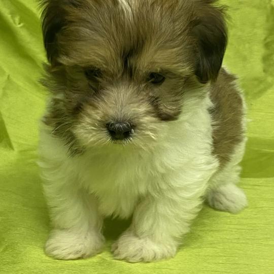 chiot Coton de tulear BAXO coton DISPONIBLE Domaine de la Chantelaie
