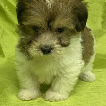 chiot Coton de tulear BAXO coton DISPONIBLE Domaine de la Chantelaie