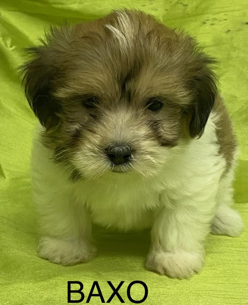 BAXO coton DISPONIBLE Mâle Coton de tulear