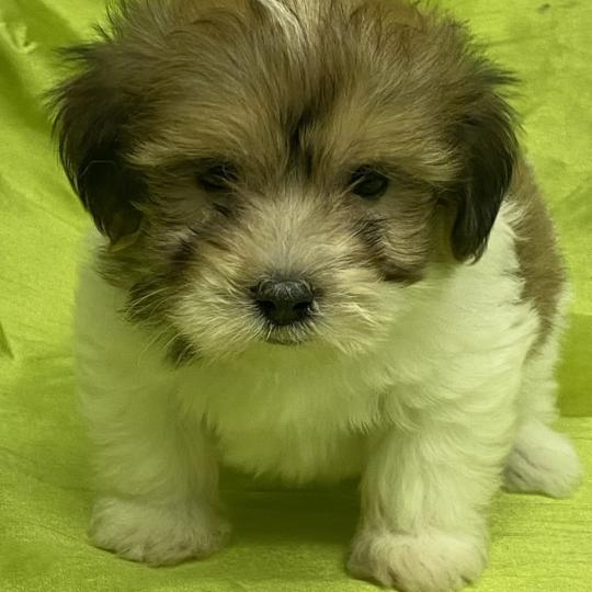 chiot Coton de tulear BAXO coton DISPONIBLE Domaine de la Chantelaie