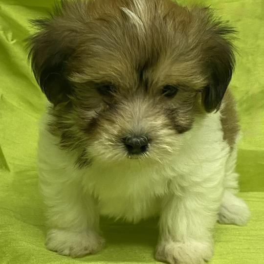 chiot Coton de tulear BAXO coton DISPONIBLE Domaine de la Chantelaie