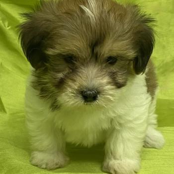 chiot Coton de tulear BAXO coton DISPONIBLE Domaine de la Chantelaie