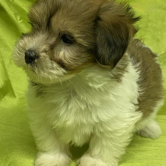 chiot Coton de tulear BAXO coton DISPONIBLE Domaine de la Chantelaie
