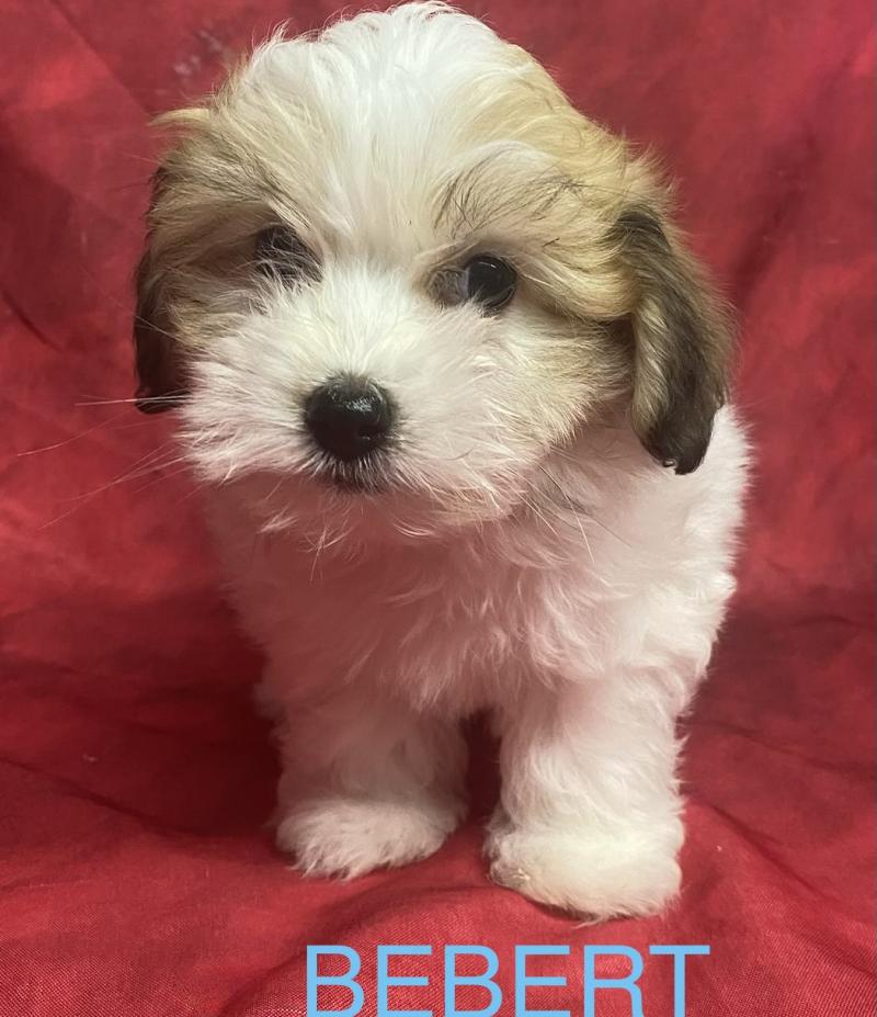 BÉBERT mini Coton disponible Mâle Coton de tulear