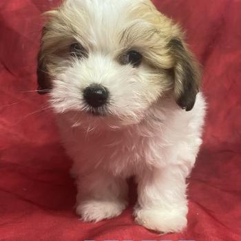 chiot Coton de tulear BÉBERT Coton disponible Domaine de la Chantelaie
