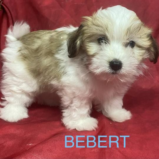 chiot Coton de tulear BÉBERT Coton disponible Domaine de la Chantelaie