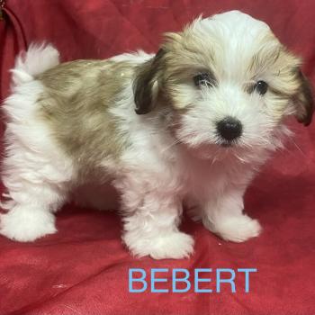 chiot Coton de tulear BÉBERT Coton disponible Domaine de la Chantelaie