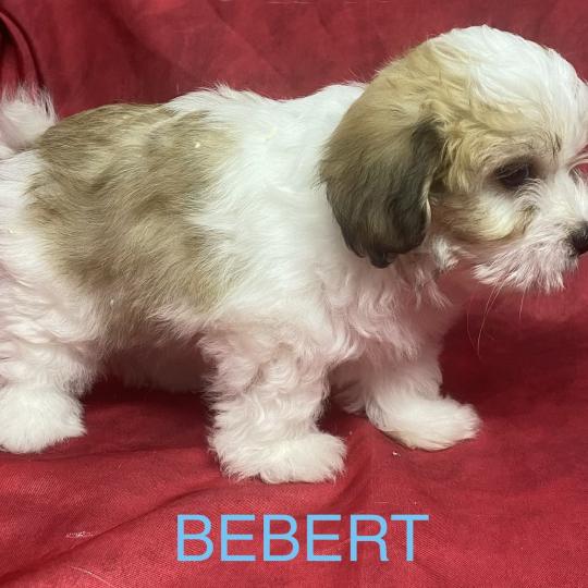 chiot Coton de tulear BÉBERT Coton disponible Domaine de la Chantelaie