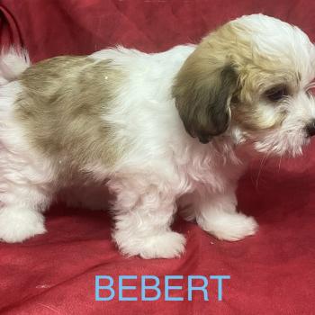 chiot Coton de tulear BÉBERT Coton disponible Domaine de la Chantelaie