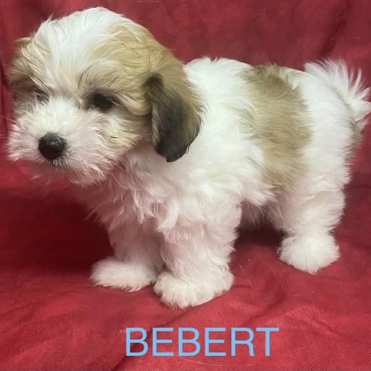 chiot Coton de tulear BÉBERT Coton disponible Domaine de la Chantelaie