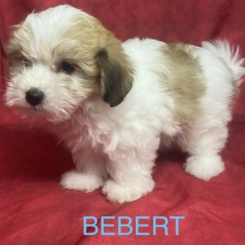 chiot Coton de tulear BÉBERT Coton disponible Domaine de la Chantelaie