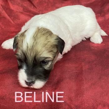 chiot Coton de tulear BELINE coton LOF à réserver Domaine de la Chantelaie