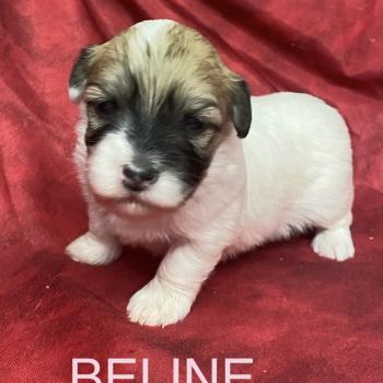 chiot Coton de tulear BELINE coton LOF à réserver Domaine de la Chantelaie